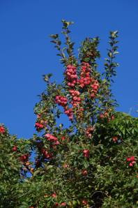 crabapple